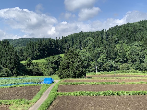 小杉の大杉(トトロの木) 2