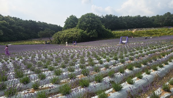 고창 청농원 1