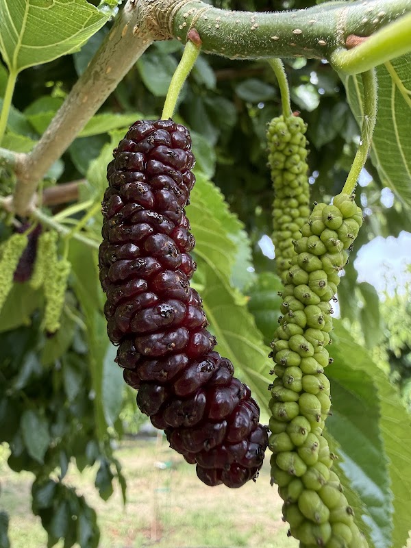Very Mulberry U-Pick