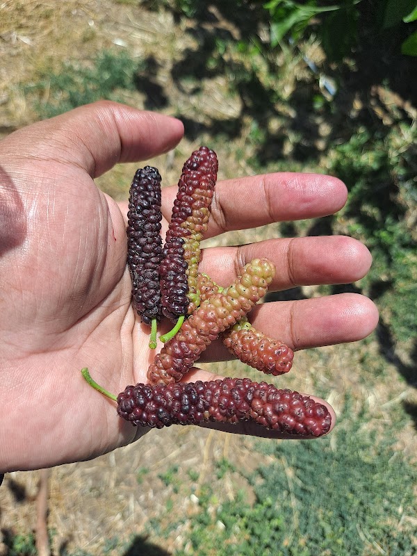 Very Mulberry U-Pick 5