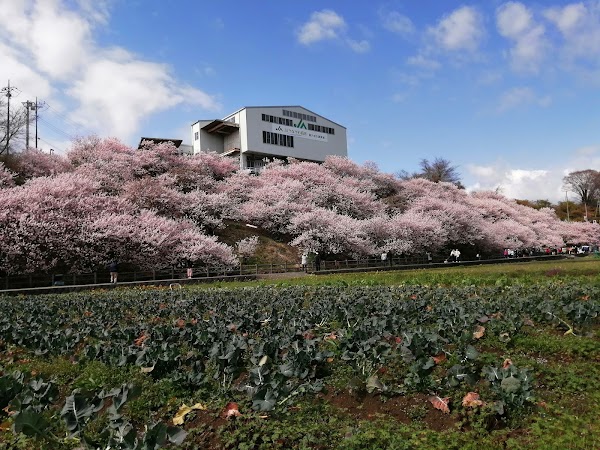 一ノ堰ハラネ春めき桜まつり 1