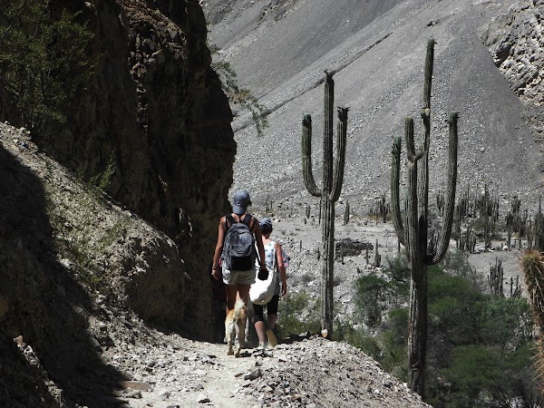 Bosque de Cactus Judio Pampa 1