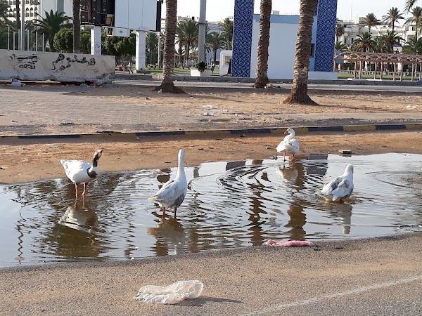 Libya 4