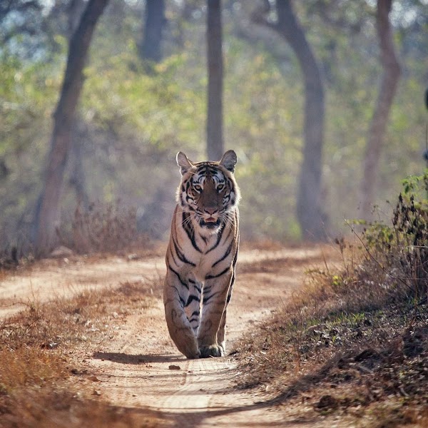 Bandipur 1