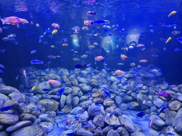AquaRio 3