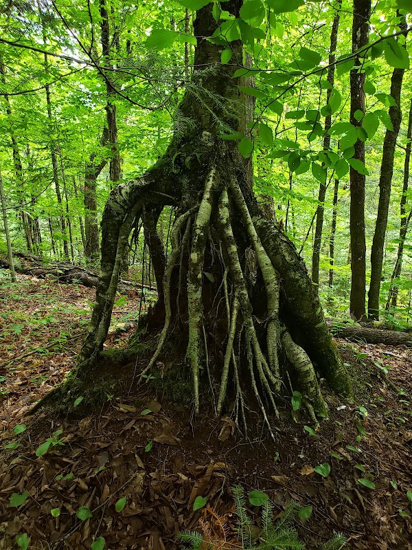 Arrowhead Provincial Park 2