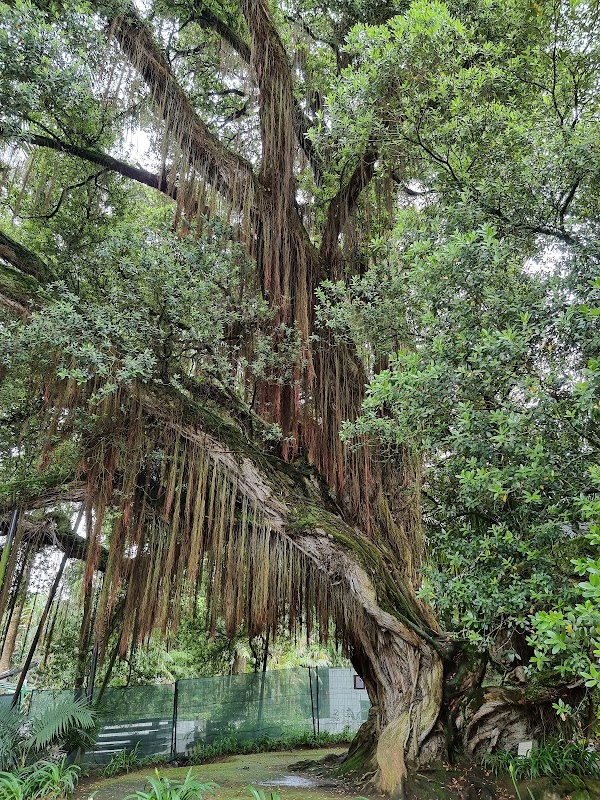 Parque Terra Nostra 3