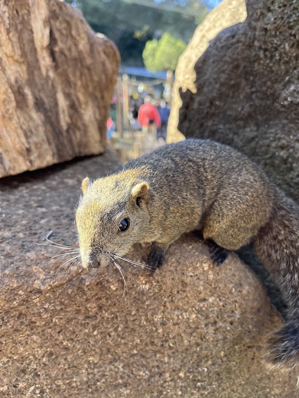 Machida Squirrel Garden 5