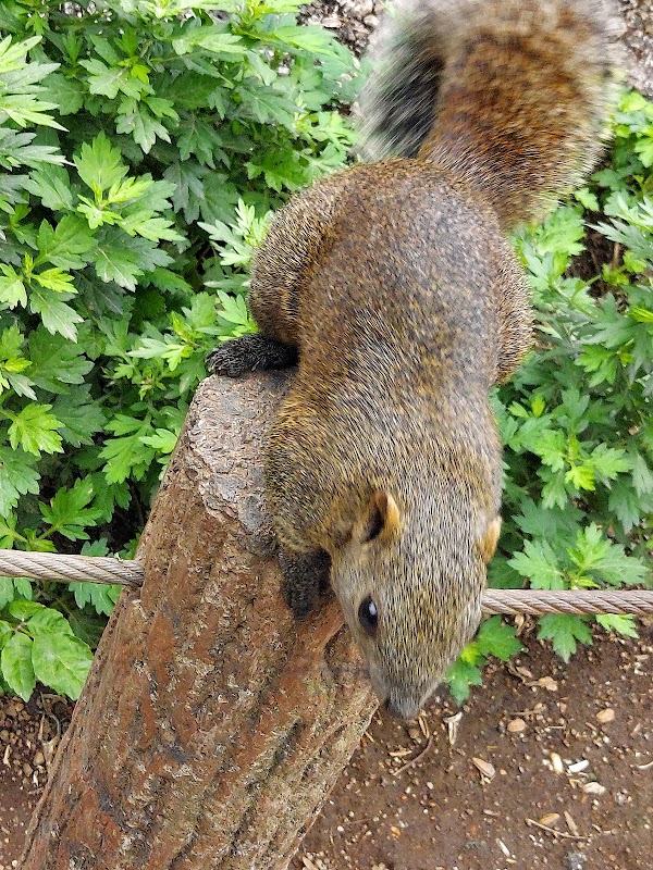Machida Squirrel Garden 4