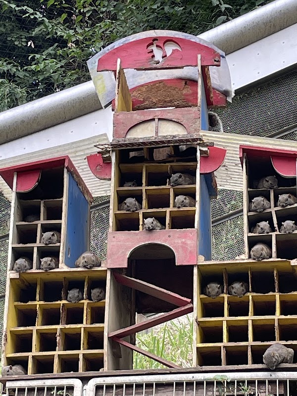 Machida Squirrel Garden 2