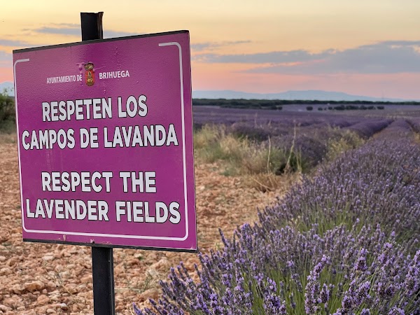 Lavender fields 5