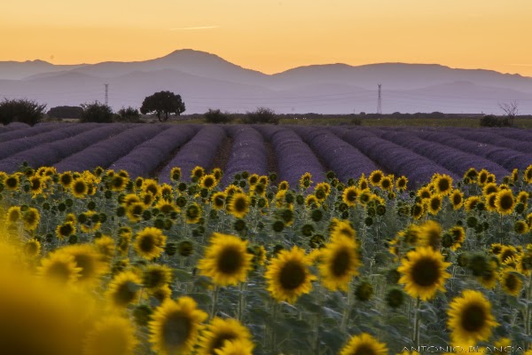 Lavender fields 3