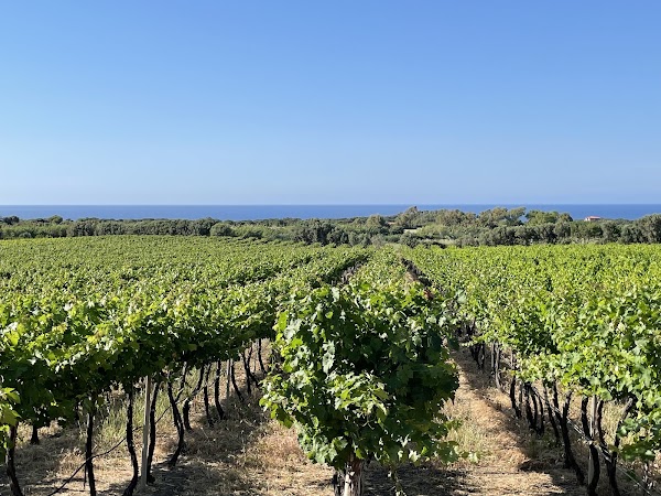 Cantina Ligios - Winery
