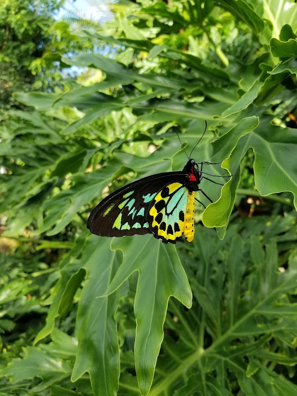 Butterfly Conservatory 4