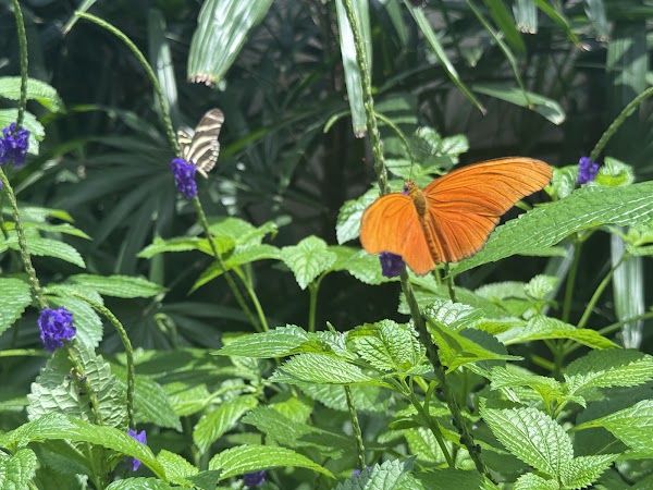 Butterfly Conservatory 3
