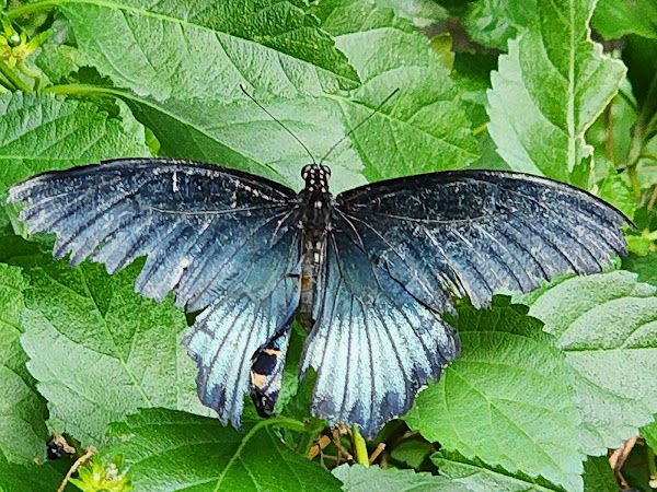 Butterfly Conservatory 2