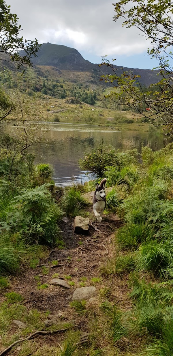 Llyn Llywelyn 2