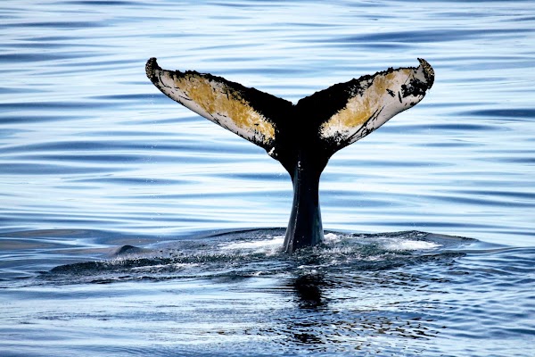 Bar Harbor Whale Watch Co