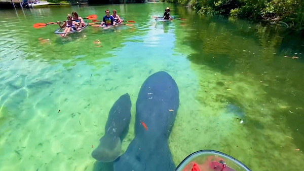 Get Up And Go Kayaking - Weeki Wachee