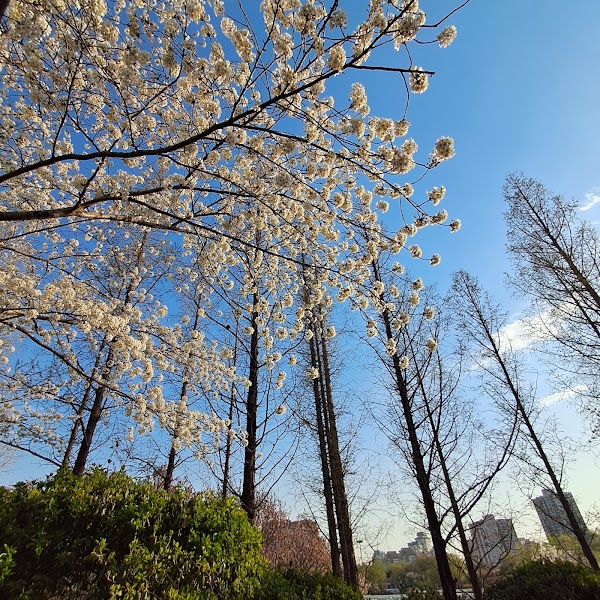 玉渊潭公园 3