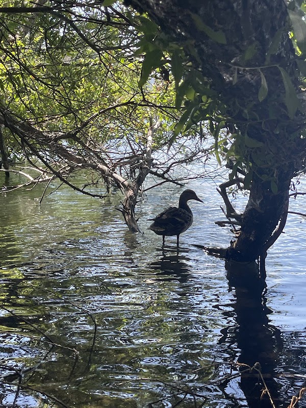 Lake Gregory Regional Park 5