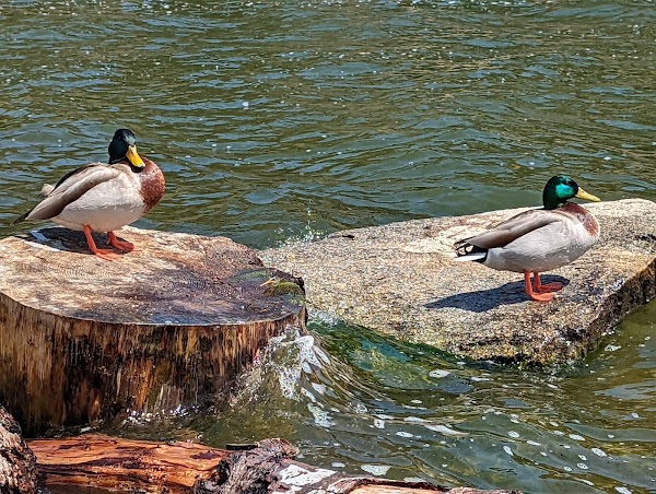 Lake Gregory Regional Park 4