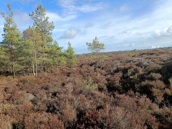 Abbeyleix Bog Project 5