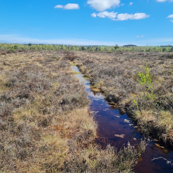 Abbeyleix Bog Project 4