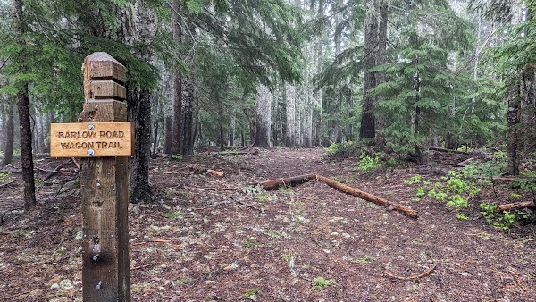 PNW 19
