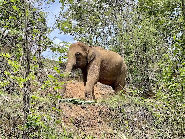 ChangChill Elephant Sanctuary 1