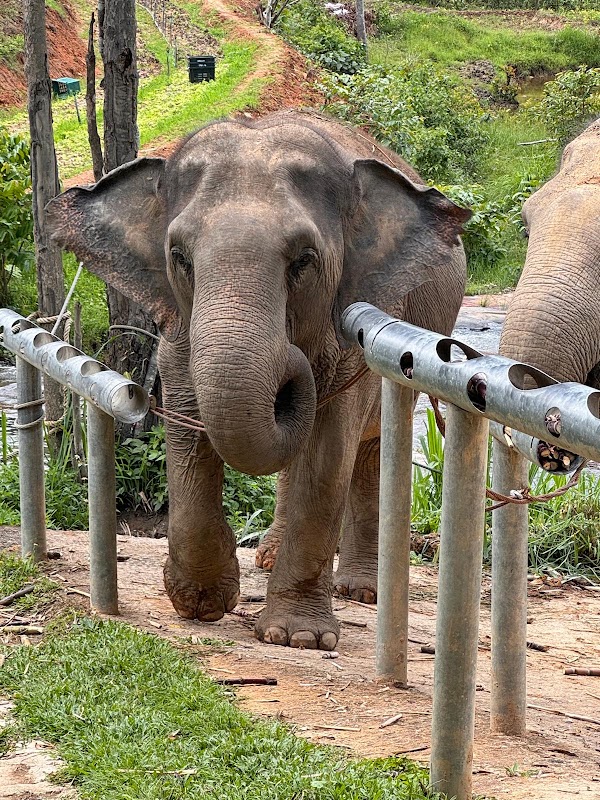 ChangChill Elephant Sanctuary 5