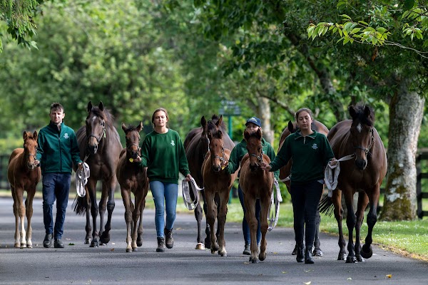 Irish National Stud & Gardens 1