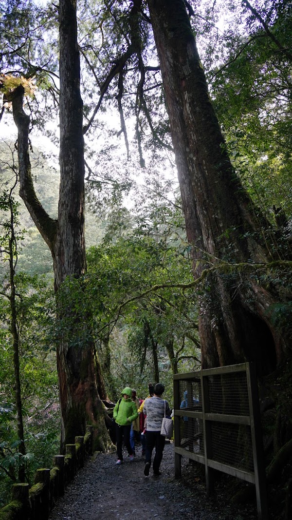 拉拉山神木群步道