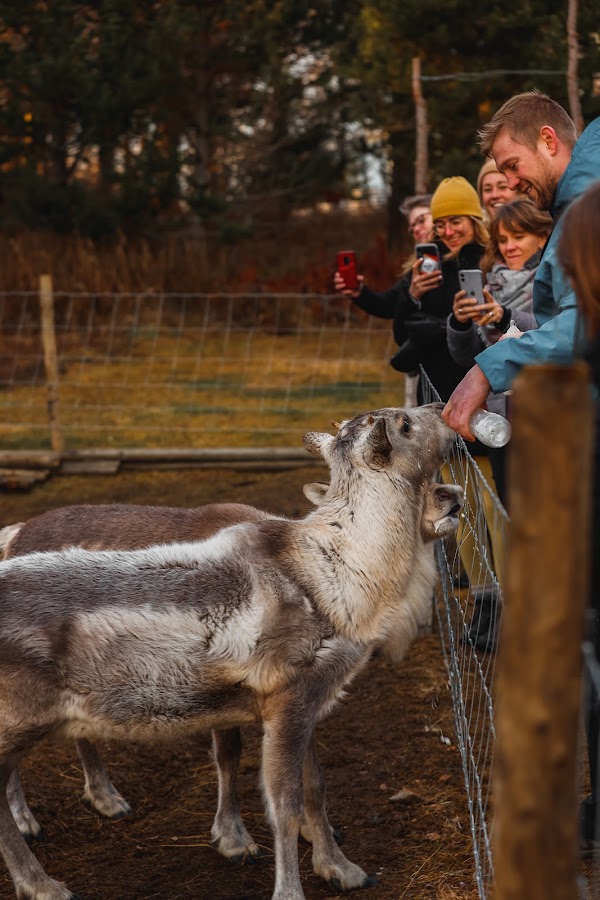Reindeer Park 1