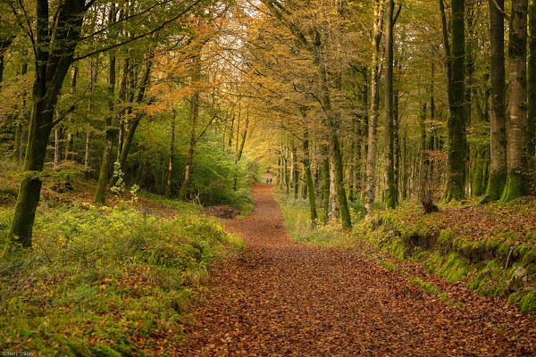 Mullaghmeen Forest