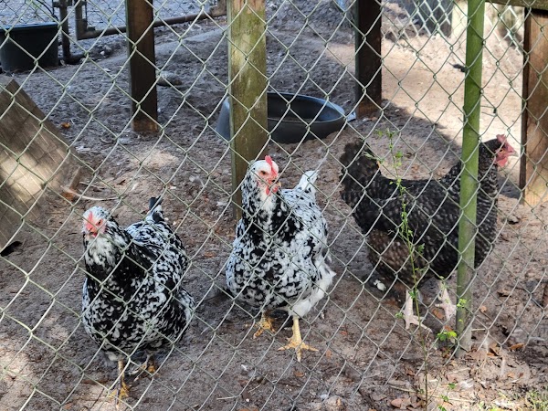 Uncle Donald's Farm