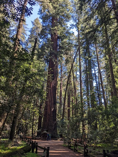 Henry Cowell Redwoods State Park 1