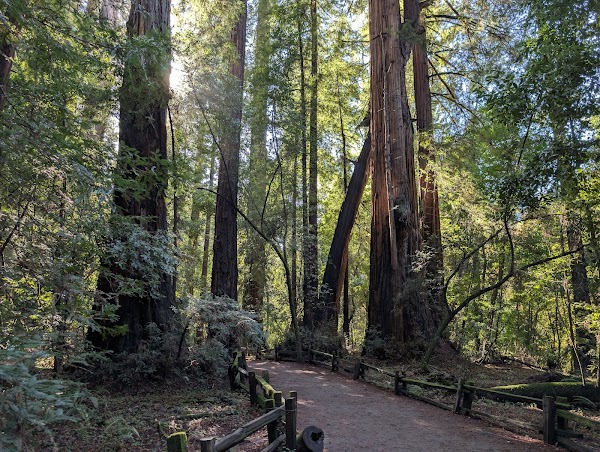 Henry Cowell Redwoods State Park 5