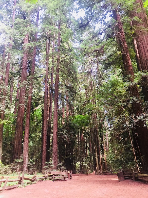 Henry Cowell Redwoods State Park 4
