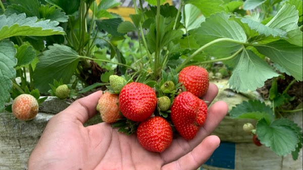 Kebun strawberry Tawangmangu