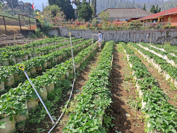 Kebun strawberry Tawangmangu 5