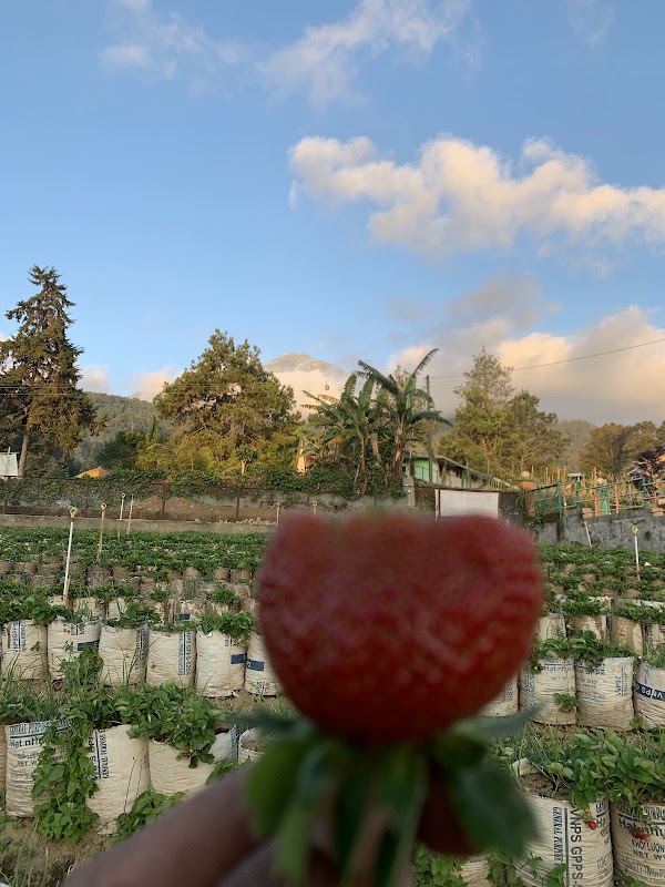 Kebun strawberry Tawangmangu 4