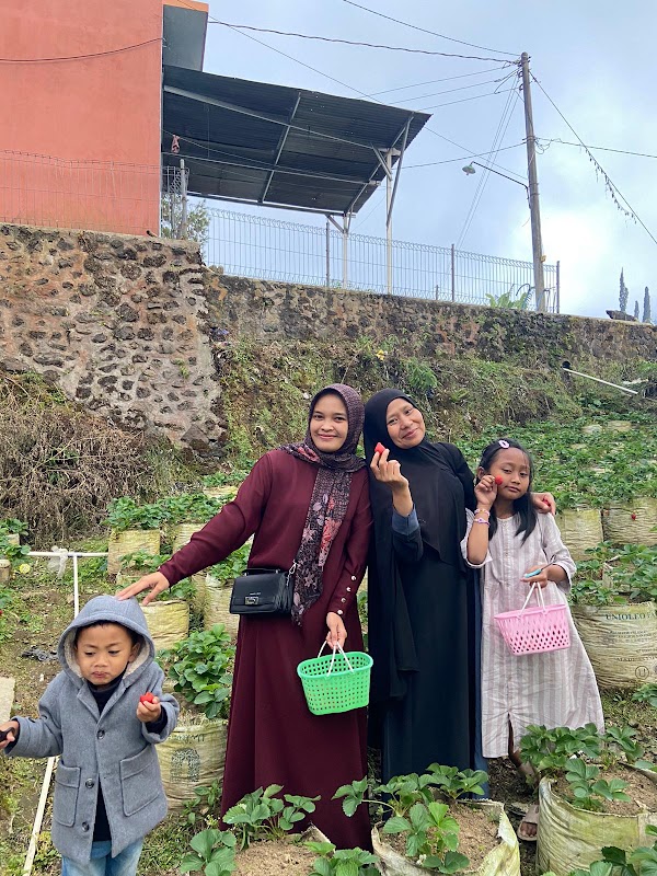 Kebun strawberry Tawangmangu 3