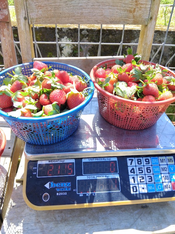 Kebun strawberry Tawangmangu 2