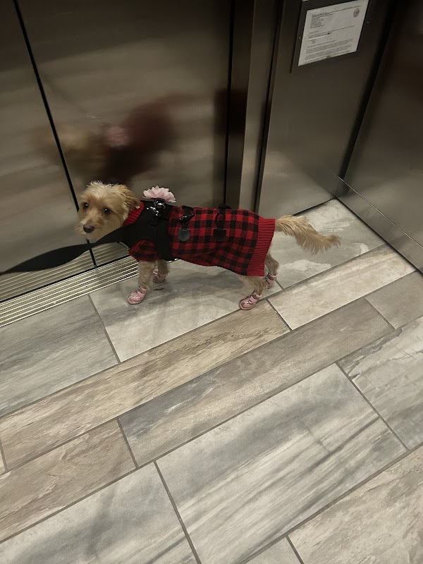 San Francisco SPCA Adoption Center 4