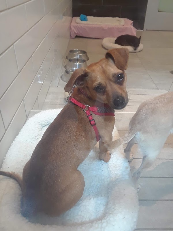 San Francisco SPCA Adoption Center 3