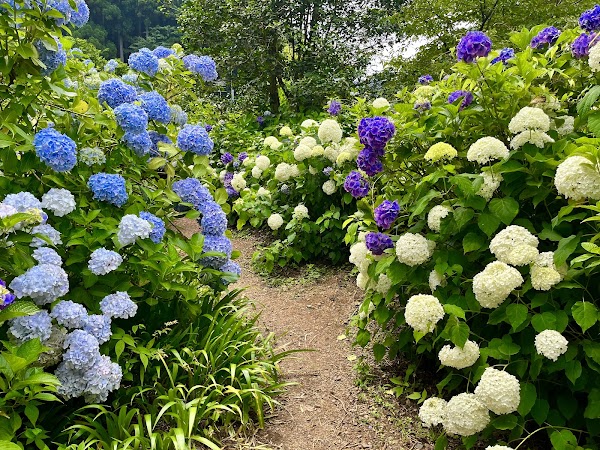 Minamisawa Ajisai Mountain