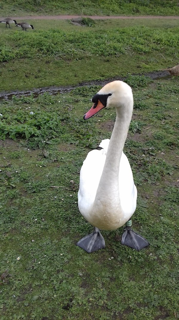 Duddingston 2