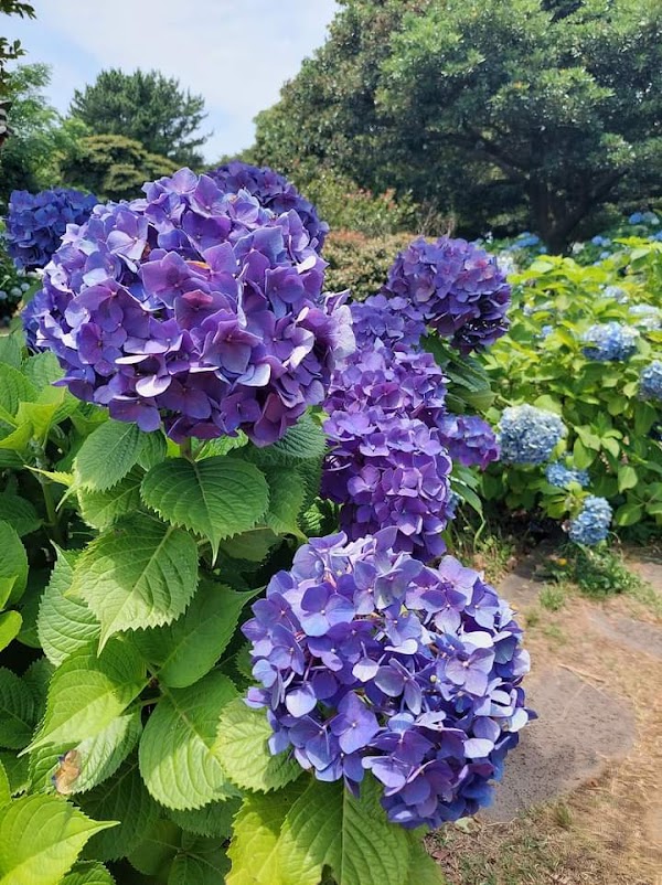 Honinji-ro 4
