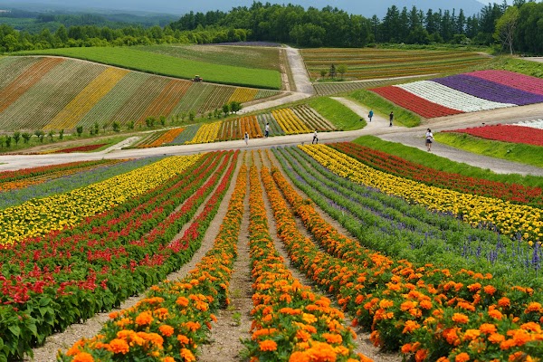 Panoramic Flower Gardens Shikisai-no-oka 2
